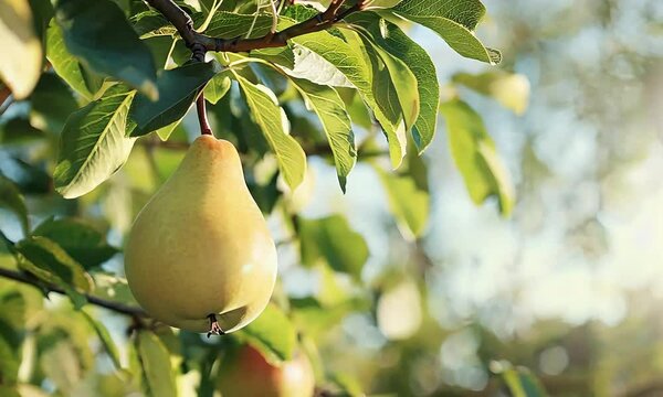 A ripe pear hanging from a tree branch surrounded by lush green leaves.