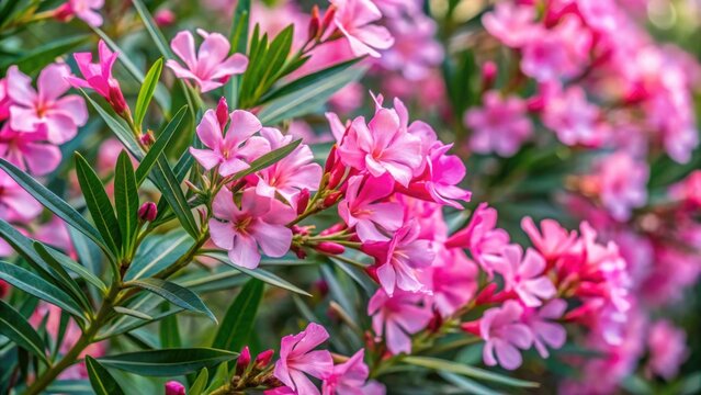 Close-up of a bush with pink oleander flowers, Bush, pink, flowers, oleander, plant, nature, close-up, vibrant, bloom
