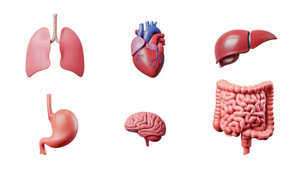 Collection of 3D Rendered Human Organs on white Background Featuring Heart, Brain, Stomach, Intestines, Lungs, Liver, Kidneys, and Spleen
