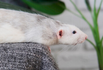 little cute rat on gray couch
