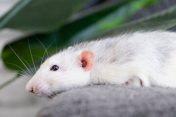 little cute rat on gray couch