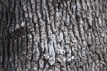 An abstract image of the rough and cracked texture of old thick tree bark. 