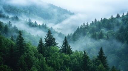 A misty morning in the Blue Ridge Mountains, with the fog gently rolling over the tree covered hills, providing a serene and peaceful scene with space for text.