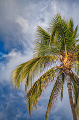 Obraz premium Palm Tree on a Blue Sky Background.