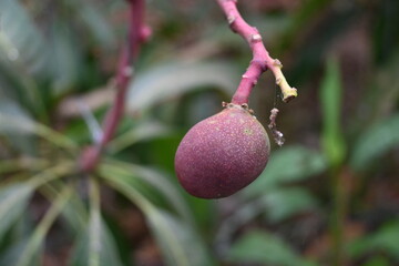 石垣島のマンゴー