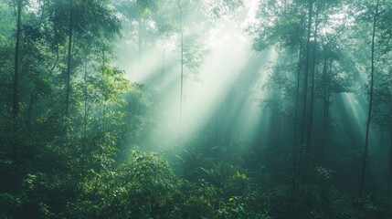 A panoramic view of a dense forest with sunlight filtering through the trees, creating a serene and natural wallpaper perfect for desktops with ample copy space.