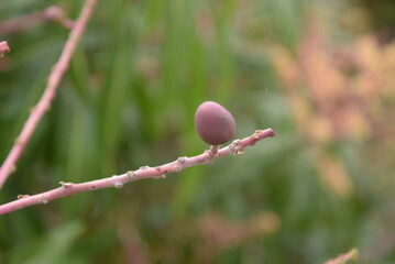 石垣島のマンゴー