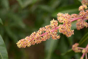 石垣島のマンゴー