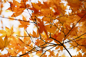 黄色い秋の紅葉