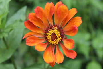 Zinnia Elegans or Old Maid orange or red flower