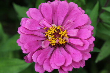 Fototapeta premium Zinnia Elegans or Old Maid orange or red flower