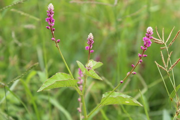 Persicaria orientalis, Kiss-me Over-the Garden Gate, False Amaranth or Prince's Feather