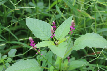 Persicaria orientalis, Kiss-me Over-the Garden Gate, False Amaranth or Prince's Feather