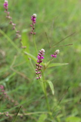 Persicaria orientalis, Kiss-me Over-the Garden Gate, False Amaranth or Prince's Feather