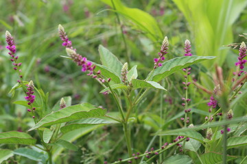 Persicaria orientalis, Kiss-me Over-the Garden Gate, False Amaranth or Prince's Feather