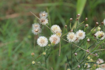 Conyza bonariensis, Flaxleaf Fleabane or hairy fleabane