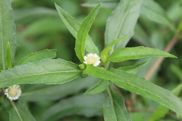 Eclipta Prostrata or False Daisy