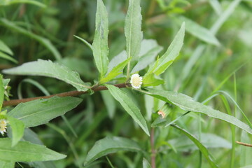 Fototapeta premium Eclipta Prostrata or False Daisy