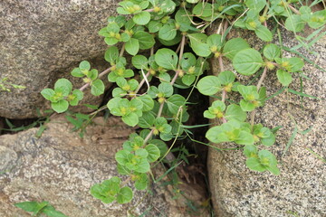 Alternanthera Pungens, alternanthera sessilis or Khakiweed