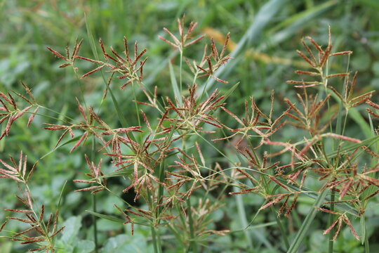 Cyperus esculentus, chufa sedge, nut grass or yellow nutsedge