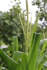 Tripsacum dactyloides, Setaria palmifolia or Zea perennis