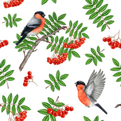 Bullfinch birds with rowanberry tree elements seamless pattern. Watercolor vintage style illustration. Hand drawn rowan red ripe berries, leaf, forest birds seamless pattern design on white background