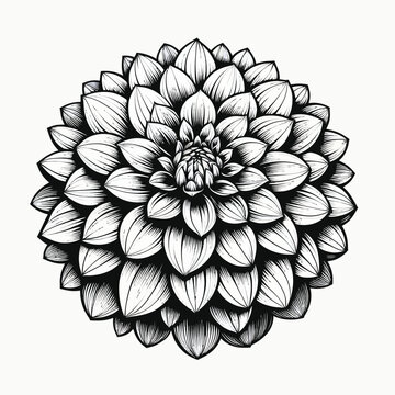 recommend clip art: Dahlia Flower Coloring page 