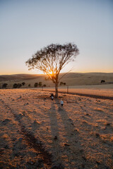 Australian farm landscape 