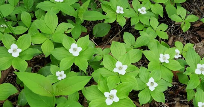 Canadian bunchberry plants, cornus canadensis, with green leaves and delicate white flower blossoms, growing in the wild in Minnesota near the North Shore of Lake Superior.