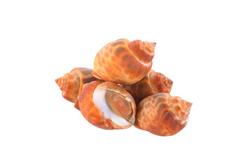 Babylonia areolata isolated ontransparent png