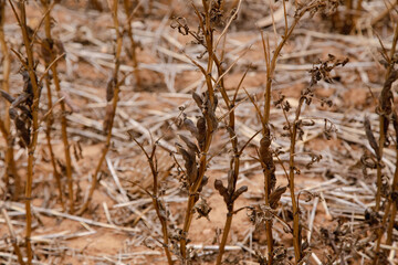 Beans in Australian field 