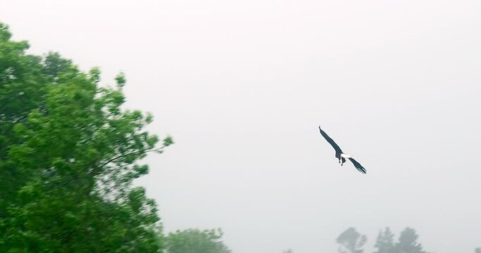 A beautiful Bald Eagle soars overhead and lands on the shore of the fog covered water of the Knife River on the North Shore of Lake Superior in Minnesota. Two hand held clips, on a foggy morning.