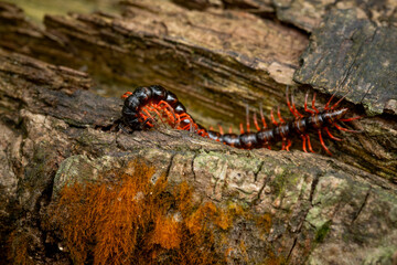 Small centipede with red legs on dead wood, natural background