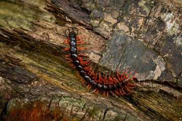 Small centipede with red legs on dead wood, natural background