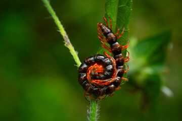 Small centipede with red legs on grass, natural background