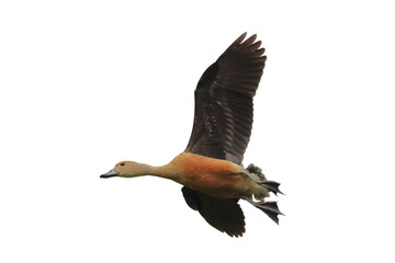 Fulvous whistling duck flying isolated on transparent background png file