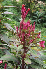 Fototapeta premium Amaranthus, Love-lies-bleeding, Pendant amaranth, Tassel, Velvet flower or Foxtail amaranthus
