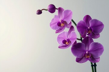 Purple Orchid with Buds on a White Background