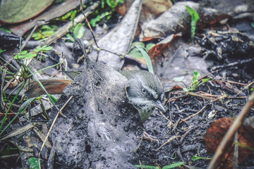 little wren bird hidden behind a leaf.