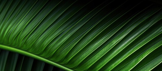 Green Palm Leaf Texture