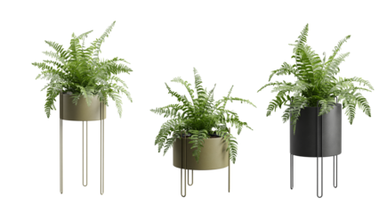 Fern Plants in Metal Planters Transparent Background