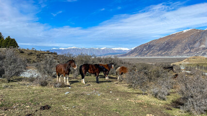 The Hakatere conservation park nestled in valley  below the snow covered peaks of the Southern alps very close to Erewhon station