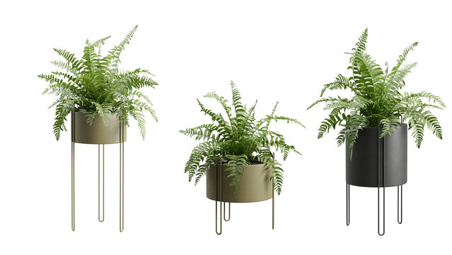 Fern Plants in Metal Planters Transparent Background