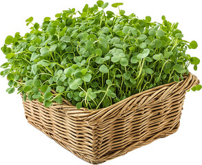 Naklejka premium Land Cress vegetable isolated, Barbarea verna Clipart - fresh pile of Upland Cress baskets illustration
