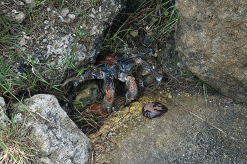 A coconut crab also known as a Uga crab in Niue in the South Pacific