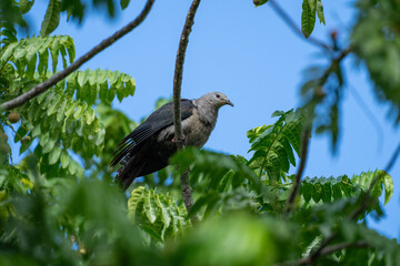 Pacific imperial pigeon bird in Niue South Pacific