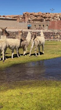 Pair of livestock guardian dogs chasing after a group of alpacas in the andes in Mallku Villamar village, Bolivia, on a sunny day. View of traditional adobe houses, flowing stream and grassland