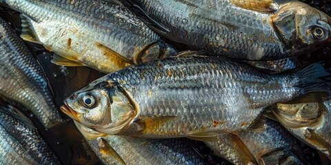 Fototapeta premium The common name for Hilsa fish is Ilish, with the scientific designation Tenualosa Ilisha. These migratory fish are also referred to as international fish.
