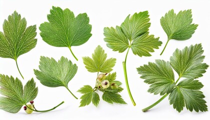 Set of Current and leaves, isolated on white background