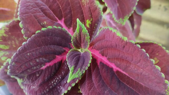 flower buds of miana or iler or coleus atropurpureus. The leaves are useful as a medicine for hemorrhoids, boils, childbed fever, ear inflammation, and irregular menstruation.